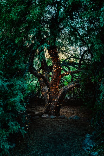 A tree trunk wrapped in small glowing string lights surrounded by dense dark green foliage, moody twilight atmosphere with a two-tone dark and light contrast